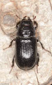 Attēlu rezultāti vaicājumam “Lucanidae”