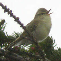 Attēlu rezultāti vaicājumam “Phylloscopus trochiloides adult”