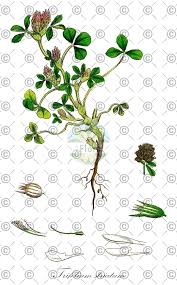 Attēlu rezultāti vaicājumam “Trifolium spadiceum flower”