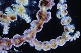 Attēlu rezultāti vaicājumam “Batrachospermum moniliforme”