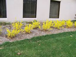Attēlu rezultāti vaicājumam “Forsythia viridissima”
