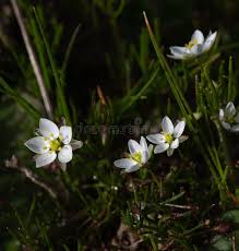 Attēlu rezultāti vaicājumam “Spergula morisonii”