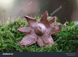 Attēlu rezultāti vaicājumam “Geastrum rufescens”