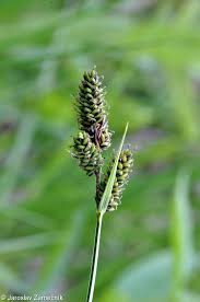 Attēlu rezultāti vaicājumam “Carex hartmanii”