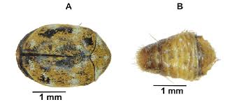 Attēlu rezultāti vaicājumam “Anthrenus verbasci”