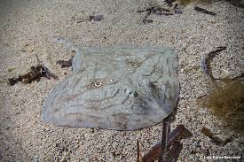 Image result for Raja radula