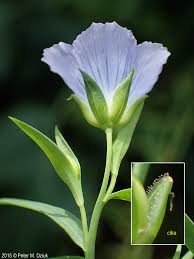 Image result for Linum usitatissimum