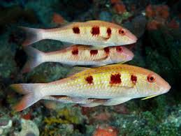 Image result for Pseudupeneus maculatus