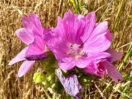 Attēlu rezultāti vaicājumam “Malva moschata bud”