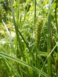 Attēlu rezultāti vaicājumam “Carex hirta”