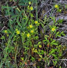 Attēlu rezultāti vaicājumam “Potentilla norvegica flower”