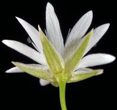 Attēlu rezultāti vaicājumam “Stellaria longifolia”