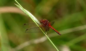 Attēlu rezultāti vaicājumam “Sympetrum flaveolum”