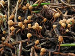 Attēlu rezultāti vaicājumam “Heyderia abietis”