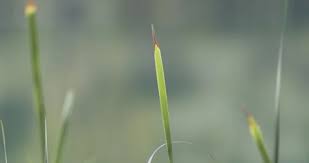 Attēlu rezultāti vaicājumam “Typha angustifolia  leaf”