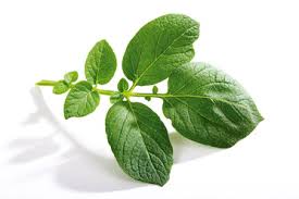 Attēlu rezultāti vaicājumam “Solanum tuberosum leaf”