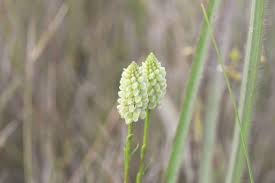 Attēlu rezultāti vaicājumam “Polygalaceae”