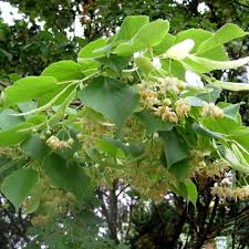 Attēlu rezultāti vaicājumam “Tilia tomentosa flower”