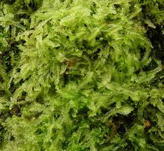 Attēlu rezultāti vaicājumam “Lophocolea”