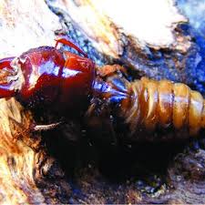 Attēlu rezultāti vaicājumam “Ceruchus chrysomelinus larva”