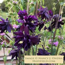Image result for Aquilegia vulgaris