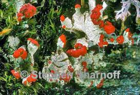Attēlu rezultāti vaicājumam “Cladonia coccifera”