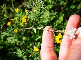 Attēlu rezultāti vaicājumam “Berteroa incana fruit”