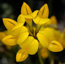 Attēlu rezultāti vaicājumam “Lotus corniculatus flower”