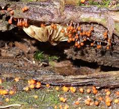 Attēlu rezultāti vaicājumam “Hemitrichia clavata macro”