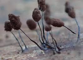 Attēlu rezultāti vaicājumam “myxomicetes”