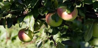 Attēlu rezultāti vaicājumam “Betula humilis fruit”