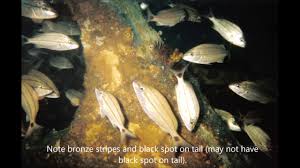 Image result for Haemulon aurolineatum