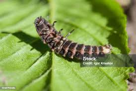 Attēlu rezultāti vaicājumam “Lampyris noctiluca larva”