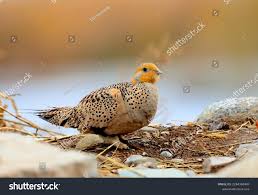 Image result for Syrrhaptes paradoxus