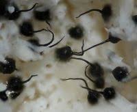 Attēlu rezultāti vaicājumam “Ophiostoma polyporicola”