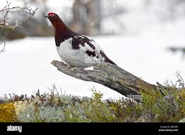 Attēlu rezultāti vaicājumam “Lagopus lagopus male”
