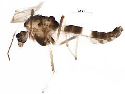 Attēlu rezultāti vaicājumam “Cricotopus male”