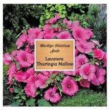Image result for Lavatera thuringiaca