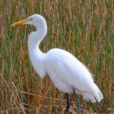 Attēlu rezultāti vaicājumam “Egretta alba”