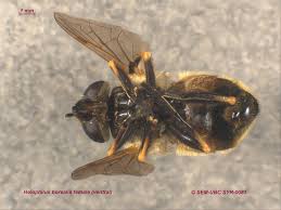 Attēlu rezultāti vaicājumam “Helophilus sp.”