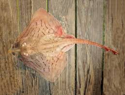 Image result for Rostroraja eglanteria