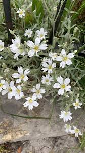 Image result for cerastium tomentosum