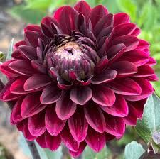 Image result for Dahlia Darkarin`