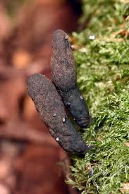 Attēlu rezultāti vaicājumam “Xylaria longipes”