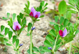 Attēlu rezultāti vaicājumam “Vicia”