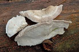 Attēlu rezultāti vaicājumam “Postia tephroleucus”