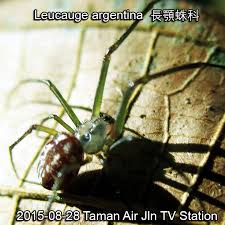 Attēlu rezultāti vaicājumam “Tetragnathidae”