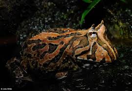 Image result for Ceratophrys ornata