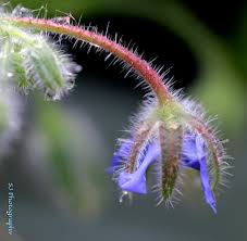 Attēlu rezultāti vaicājumam “Borago officinalis bud”