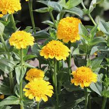 Image result for Zinnia elegans